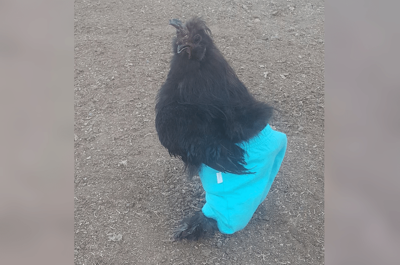 Amazoncom  Chicken Pants Meme Halloween Costume for Pet Chickens Hen  Apron Chicken Clothing Toys Tutu Blue l  Pet Supplies