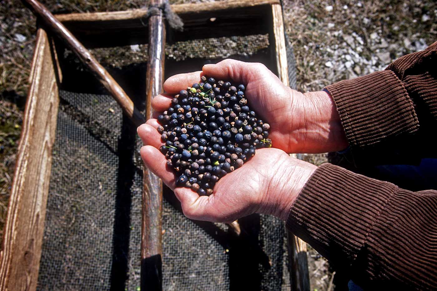 Is It Safe To Pick Juniper Berries – Learn About Harvesting